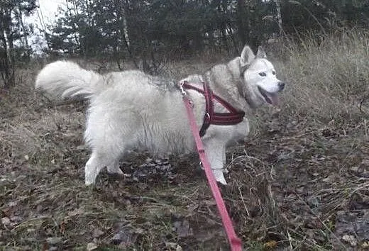 Beza kochana, nieśmiała suczka hysky 4,5 roku w sc