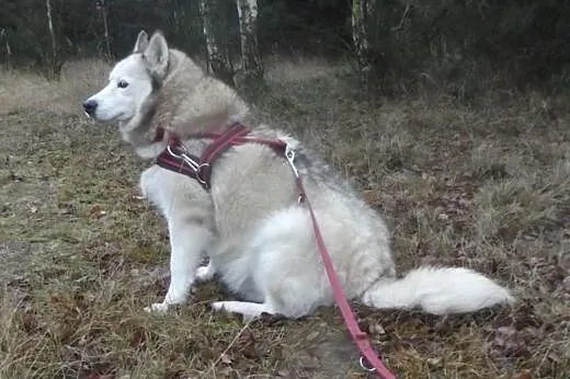 Beza kochana, nieśmiała suczka hysky 4,5 roku w sc