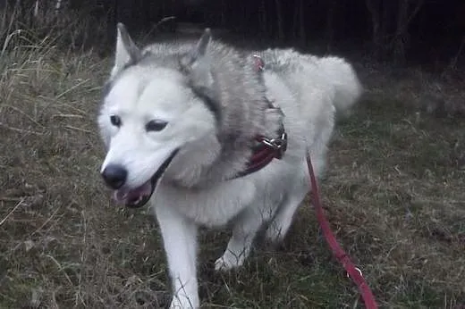 Beza kochana, nieśmiała suczka hysky 4,5 roku w sc