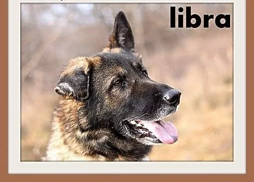 LIBRA-owczarek niem.duża,łagodna,mądra suka wilcza
