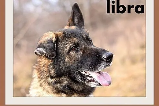 LIBRA-owczarek niem.duża,łagodna,mądra suka wilcza