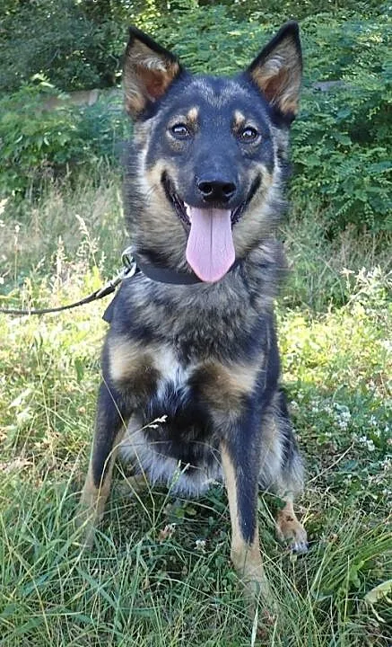 Aron- młody ok 1.5 roczny- 2 letni psiak do adopcj