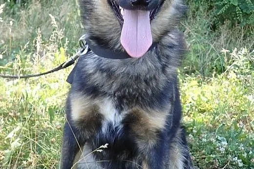 Aron- młody ok 1.5 roczny- 2 letni psiak do adopcj
