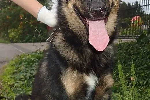 Aron- młody ok 1.5 roczny- 2 letni psiak do adopcj
