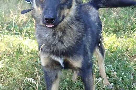 Aron- młody ok 1.5 roczny- 2 letni psiak do adopcj