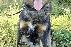 Aron- młody ok 1.5 roczny- 2 letni psiak do adopcj