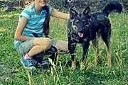 Aron- młody ok 1.5 roczny- 2 letni psiak do adopcj