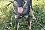 Aron- młody ok 1.5 roczny- 2 letni psiak do adopcj