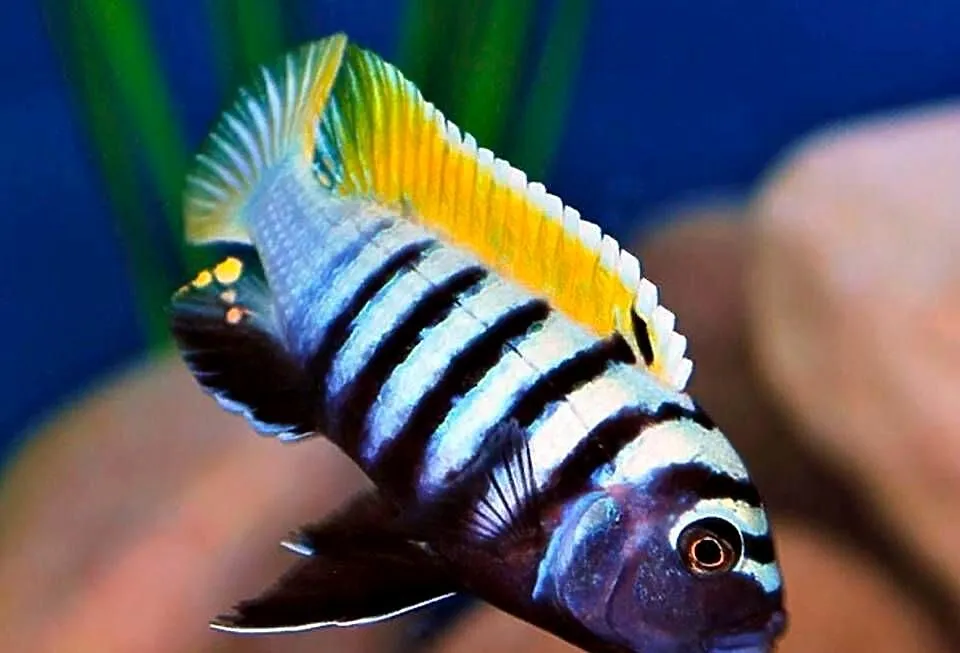 Cynotilapia afra Jalo Reef - PYSZCZAK - Pyszczaki - Malawi, Pomorskie, Gdańsk