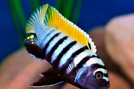 Cynotilapia afra Jalo Reef - PYSZCZAK - Pyszczaki - Malawi, Pomorskie, Gdańsk