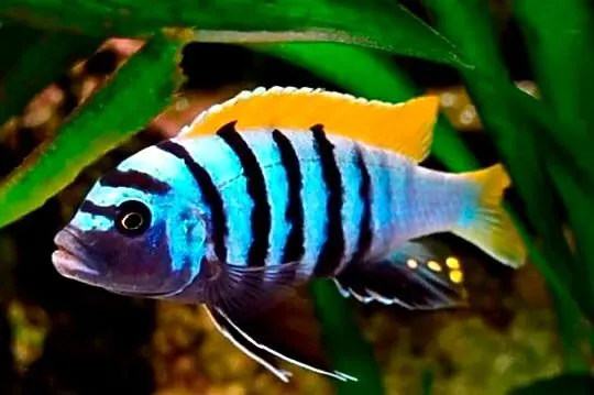 Cynotilapia afra Jalo Reef - PYSZCZAK - Pyszczaki - Malawi, Pomorskie, Gdańsk