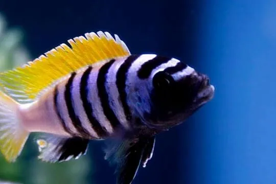 Cynotilapia afra Jalo Reef - PYSZCZAK - Pyszczaki - Malawi, Pomorskie, Gdańsk