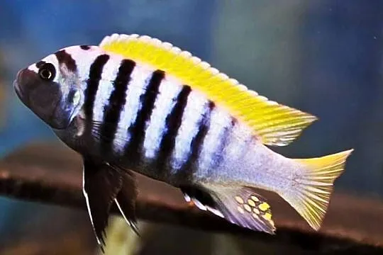 Cynotilapia afra Jalo Reef - PYSZCZAK - Pyszczaki - Malawi, Pomorskie, Gdańsk