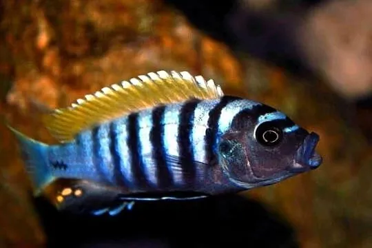 Cynotilapia afra Jalo Reef - PYSZCZAK - Pyszczaki - Malawi, Pomorskie, Gdańsk
