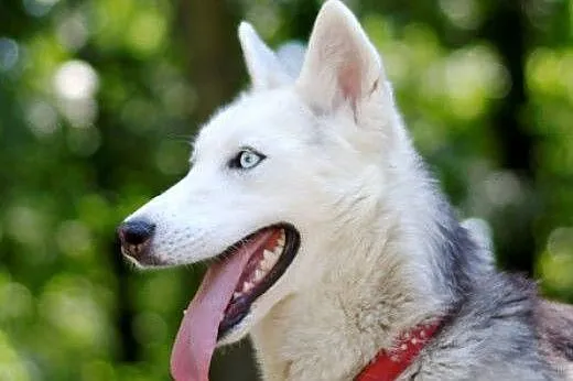 Freki - śnieżnobiały psiak husky czeka na swój now