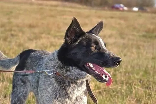 GREY-młody,niesamowita,oryginalna uroda,charakter 
