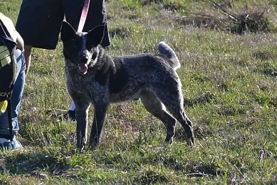 GREY-młody,niesamowita,oryginalna uroda,charakter 