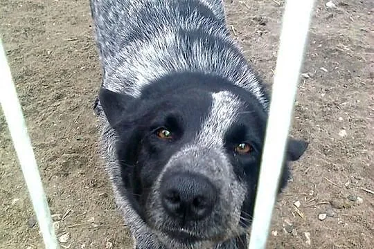 GREY-młody,niesamowita,oryginalna uroda,charakter 