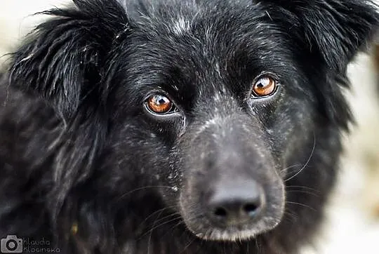 Spokojna, bezkonfliktowa Halinka, puchate szczęście do adopcji