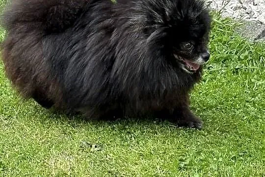 Szpic pomeranian dorosła sunia, Śląskie, Gliwice