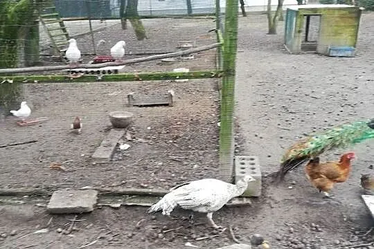 Para pawi  czarnoskrzydłych, Podkarpackie, Łańcut