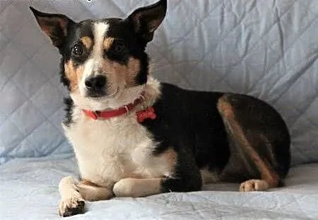 KROPI - 10 kg, nieduży, kochany psiak do adopcji, mazowieckie Warszawa, Mazowieckie, Warszawa