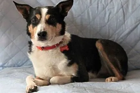 KROPI - 10 kg, nieduży, kochany psiak do adopcji,  mazowieckie Warszawa, Mazowieckie, Warszawa