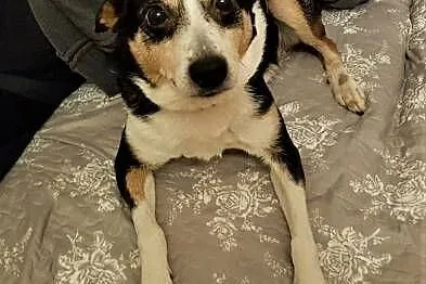 KROPI - 10 kg, nieduży, kochany psiak do adopcji,  mazowieckie Warszawa, Mazowieckie, Warszawa