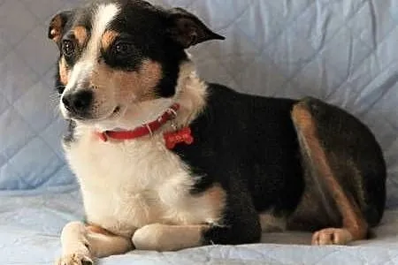 KROPI - 10 kg, nieduży, kochany psiak do adopcji,  mazowieckie Warszawa, Mazowieckie, Warszawa