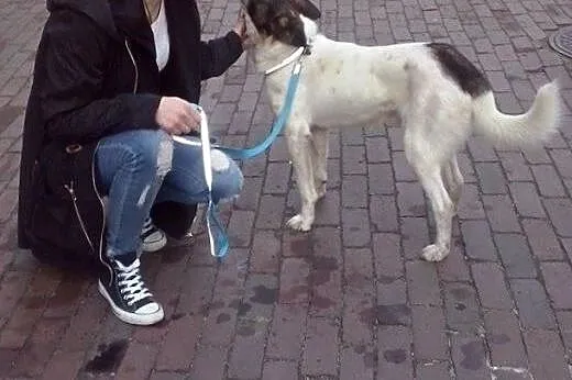 Szczękuś to młodziutki i wesoły psiak, nie słyszy,