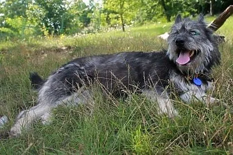 Energiczna Zoja szuka aktywnego domu!,  kujawsko-p