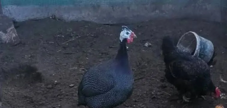 Perlik brolierowaty Sprzedam ładnego Perlika dorodny Polecam tel697878801, Podkarpackie, Kolbuszowa