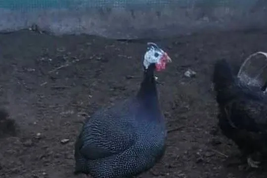 Perlik brolierowaty Sprzedam ładnego Perlika dorodny Polecam tel697878801, Podkarpackie, Kolbuszowa