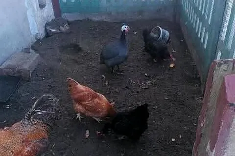 Perlik brolierowaty Sprzedam ładnego Perlika dorodny Polecam tel697878801, Podkarpackie, Kolbuszowa