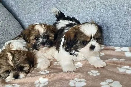 Śliczny Piesek Shih Tzu