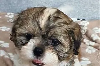 Śliczny Piesek Shih Tzu, Lubelskie, Puławy