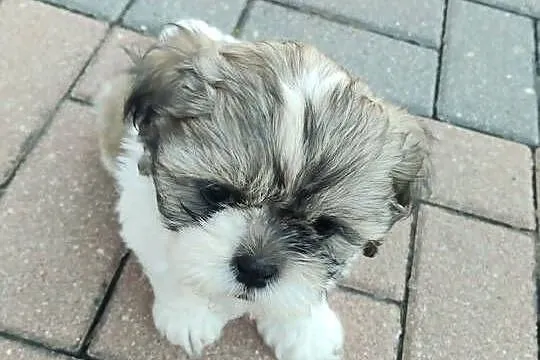 Śliczny Piesek Shih Tzu, Lubelskie, Puławy