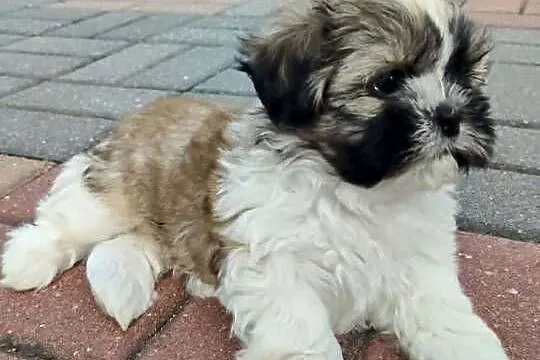 Śliczny Piesek Shih Tzu, Lubelskie, Puławy