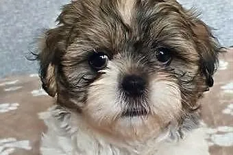 Śliczny Piesek Shih Tzu, Lubelskie, Puławy