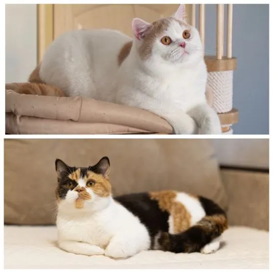 British Shorthair • Kotka Chocolate Tortie Harlequin, , Ożarów Mazowiecki