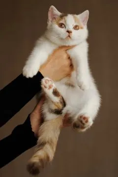 British Shorthair • Kotka Chocolate Tortie Harlequin