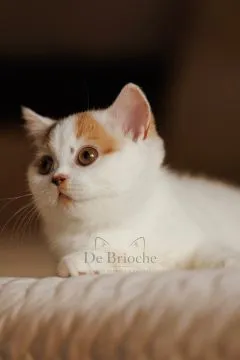 British Shorthair • Kotka Chocolate Tortie Harlequin, , Ożarów Mazowiecki