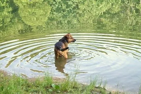 Scooby wciąż  czeka,  dolnośląskie Jelenia Góra
