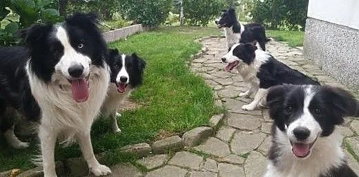 Border Collie - Rasowe Szczeniaki z Hodowli , Bor
