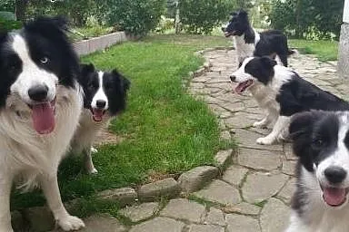 Border Collie - Rasowe Szczeniaki z Hodowli , Border collie cała Polska