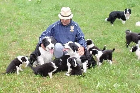 Border Collie - Rasowe Szczeniaki z Hodowli ,  Bor