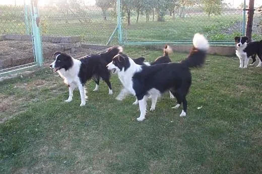Border Collie - Rasowe Szczeniaki z Hodowli ,  Bor