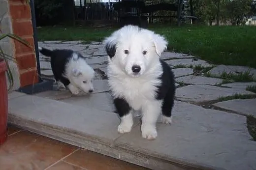 Border Collie - Rasowe Szczeniaki z Hodowli ,  Bor