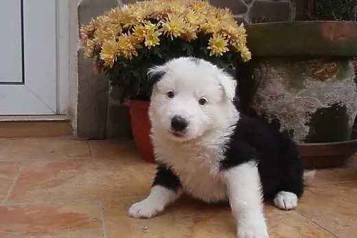 Border Collie - Rasowe Szczeniaki z Hodowli ,  Bor