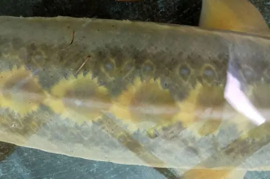 Jesiotr ROYAL GOLD - ok 100 cm Gwiazda oczka złote łuski, piękny okaz, Dolnośląskie, Nowa Ruda